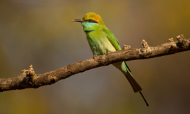 bee-eater